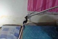  Seorang penduduk di Kampung Bungin, di sini, berdepan detik cemas apabila seekor anak ular tedung hitam ditemukan bersembunyi di tepi tilam dalam bilik tidur rumahnya. 