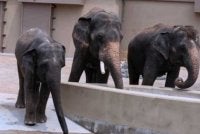 Dara, Amoi dan Kelat adalah tiga ekor gajah Asia dari Zoo Taiping & Night Safari yang dipindahkan ke Zoo Tennoji, Osaka, Jepun pada Mac 2026. 