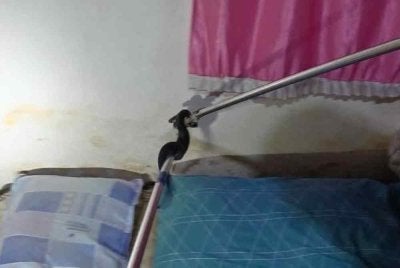  Seorang penduduk di Kampung Bungin, di sini, berdepan detik cemas apabila seekor anak ular tedung hitam ditemukan bersembunyi di tepi tilam dalam bilik tidur rumahnya. 