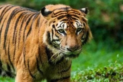 Kesan tapak kaki dipercayai milik seekor harimau belang ditemui di kawasan Felda Lepang Nenering, Pengkalan Hulu, Gerik pada 26 Oktober lepas. Gambar hiasan 