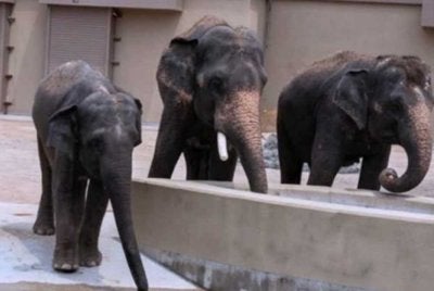 Dara, Amoi dan Kelat adalah tiga ekor gajah Asia dari Zoo Taiping & Night Safari yang dipindahkan ke Zoo Tennoji, Osaka, Jepun pada Mac 2026. 