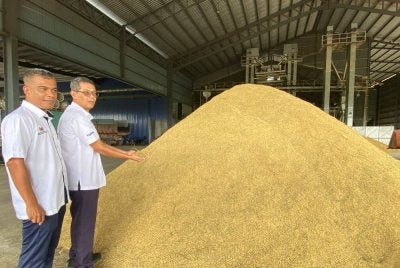 Luqman (kanan) mengadakan lawatan ke Kilang Padi Darul Naim Sdn Bhd, Mukim Tasek Berangan di Pasir Mas pada Rabu. Foto:SINAR HARIAN/HAZELEN LIANA KAMARUDIN