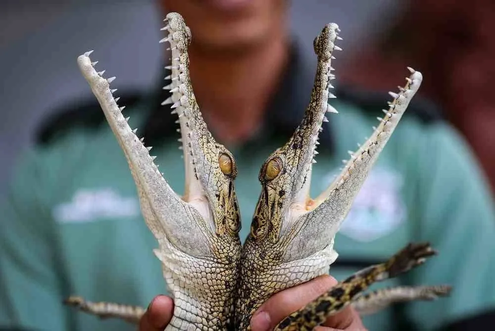 Pengurus Zoologi 99 Wonderland Park (Wildlife In The City), Mohd Rizal Manor, 41, menunjukkan dua anak buaya jinak, Ali (kanan) dan Acong (kiri), masing-masing berusia dua tahun lima bulan, yang manja dibelai seperti bayi. Foto Bernama