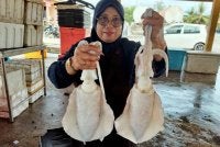 Peniaga Kalsom Mohd Isa, 48, menunjukkan sotong bubu yang dijual di Jeti Lembaga Kemajuan Ikan Malaysia (LKIM) Kuala Sala, Alor Setar. - Bernama