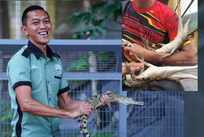 Pengurus Zoologi 99 Wonderland Park (Wildlife In The City), Mohd Rizal Manor, 41, menunjukkan dua anak buaya jinak, Ali (kanan) dan Acong (kiri), masing-masing berusia dua tahun lima bulan, yang manja dibelai seperti bayi. 