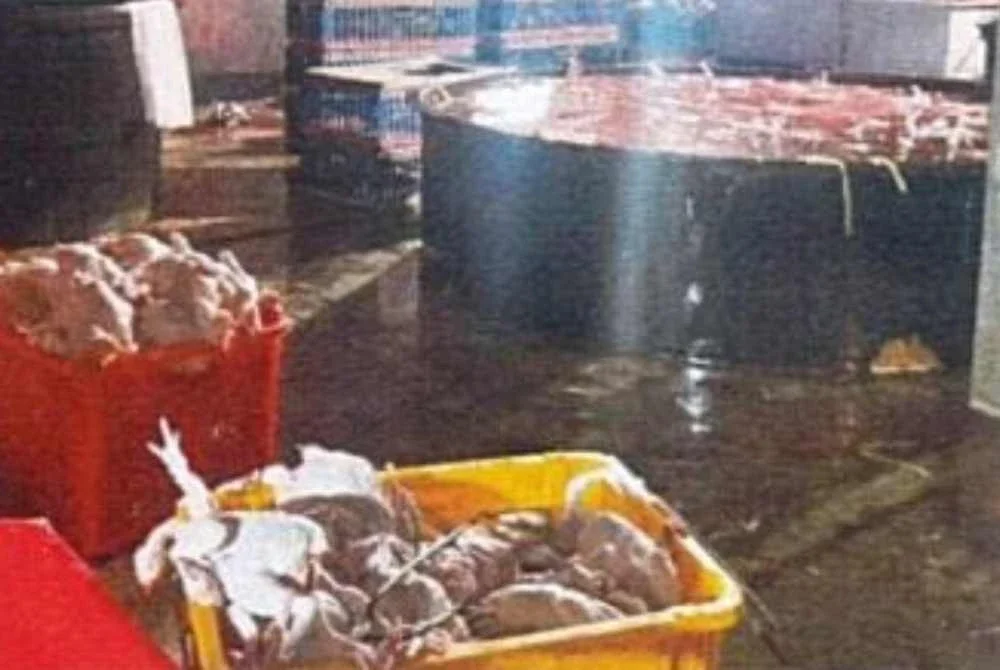 Bekalan dipercayai ayam diperoleh daripada beberapa ladang sekitar Sungai Sepat, Sungai Pelek dan Sepang.