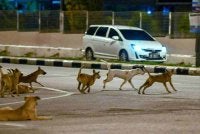 Sebanyak 80,412 ekor anjing terbiar ditangkap PBT di seluruh negara menerusi 24,195 operasi sepanjang tahun lalu. Foto hiasan