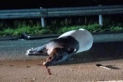 Pemeriksaan mendapati bangkai tapir itu mempunyai kecederaan di bahagian kepala serta beberapa kesan calar pada badan. 