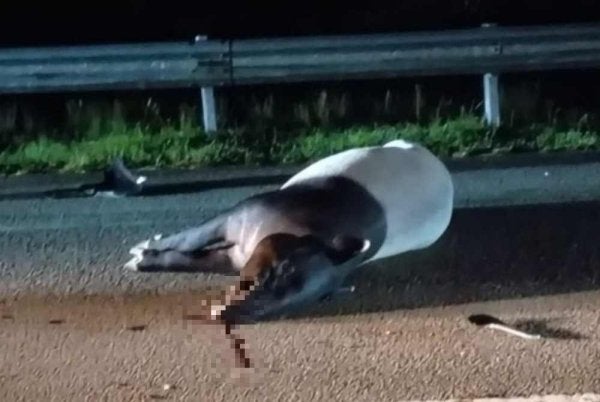 Pemeriksaan mendapati bangkai tapir itu mempunyai kecederaan di bahagian kepala serta beberapa kesan calar pada badan. 