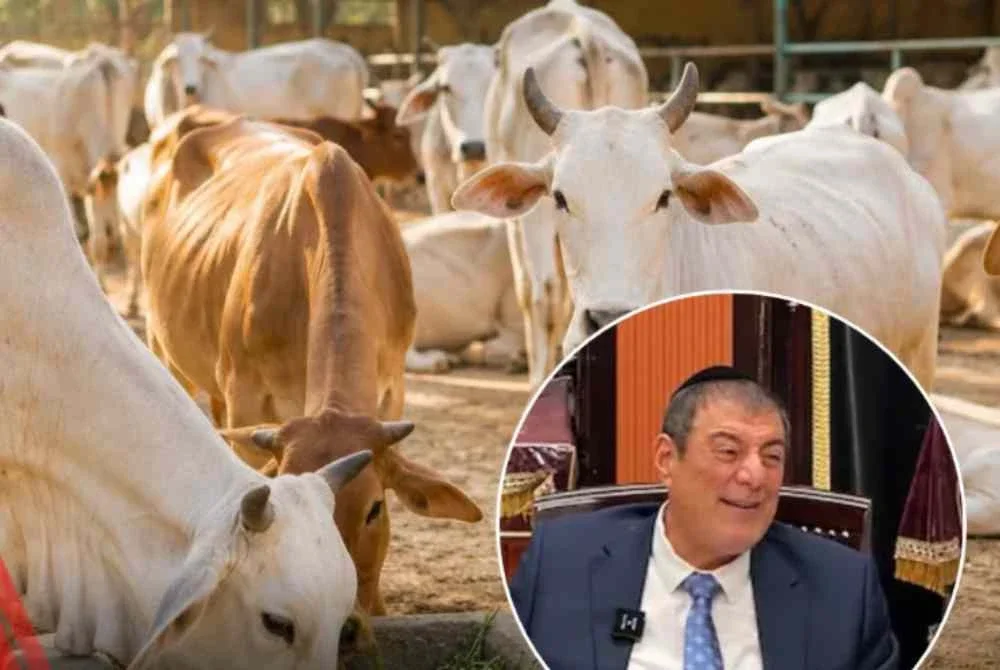 Mizrachi didakwa mengeluarkan kenyataan menghina masyarakat India, khususnya berhubung penghormatan terhadap lembu dalam tradisi agama Hindu. Foto: Agensi