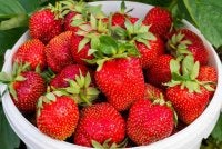 Strawberi tak tahan lama, mudah kecut, rosak dan busuk walaupun asalnya sedap dan mahal. - Gambar hiasan