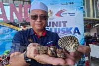 Kerang Perak turut terserlah menerusi ciri fizikalnya yang mempunyai jalur kultur pada permukaan cangkerang, hasil proses pemindahan benih dari kawasan pembenihan di pantai ke lokasi penternakan di laut.