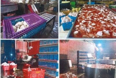 Pemeriksaan awal mendapati premis berkenaan dipercayai dijadikan lokasi penyembelihan, pemprosesan dan pengedaran ayam segar tanpa sijil halal yang sah.