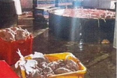 Premis yang dipercayai menjadi lokasi penyembelihan, pemprosesan dan pengedaran ayam tanpa sijil halal sah di Puchong, dekat sini didapati menggunakan kaedah kejutan rendaman air berarus elektrik dalam proses pengendalian ayam.