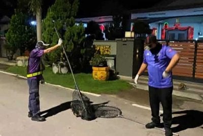 Operasi menangkap anjing liar di Bukit Pasir, Muar. Foto tular